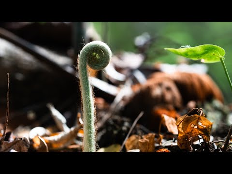 Seed Water Project | Embodic Films