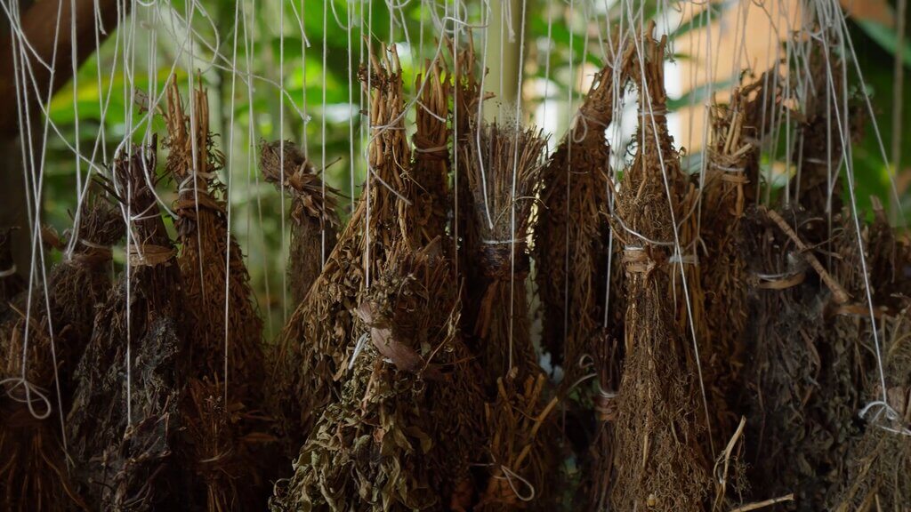 Dried herbs hanging in bunches, possibly for medicinal use, Casa Común.