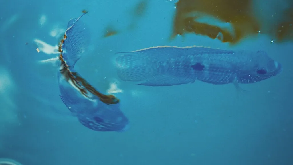 Two blue fish with speckled patterns swim in clear blue water, creating soft ripples and reflections on the surface. The scene, reminiscent of Embodic Films, uses a blurred background to emphasize the fish as the main focus.