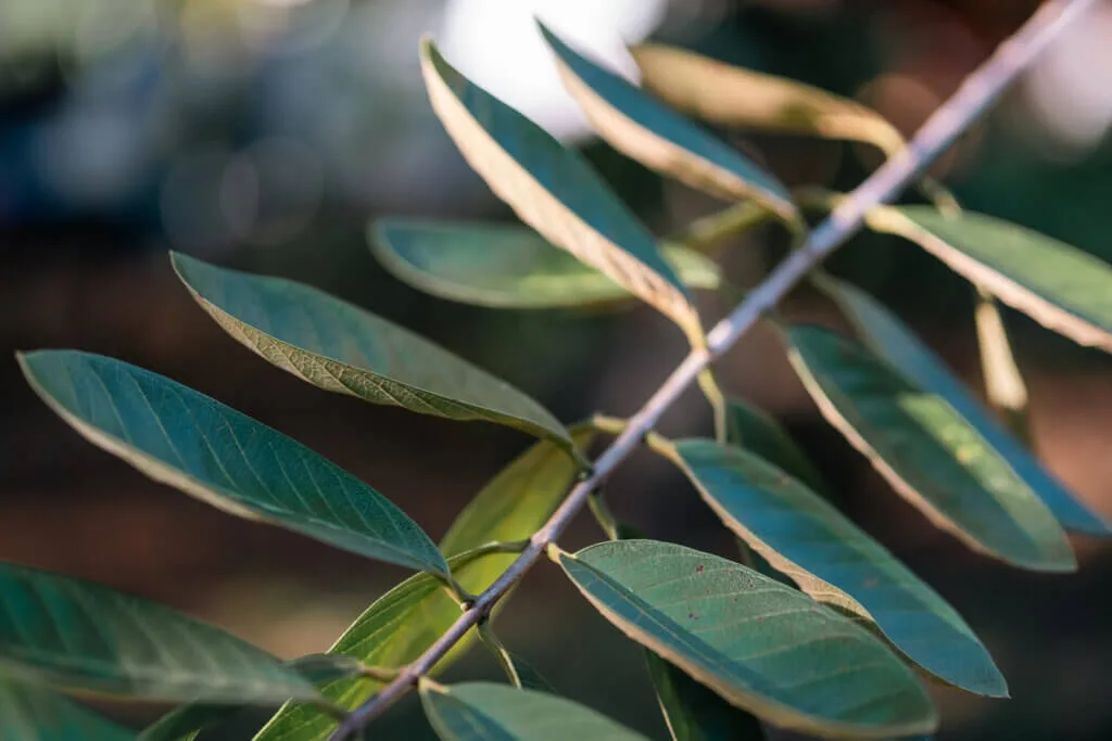A close-up of a green leafy branch with elongated leaves, shown in natural sunlight. The background, blurred with a mix of dark and light colors, captures the visual storytelling style of Embodic Films.