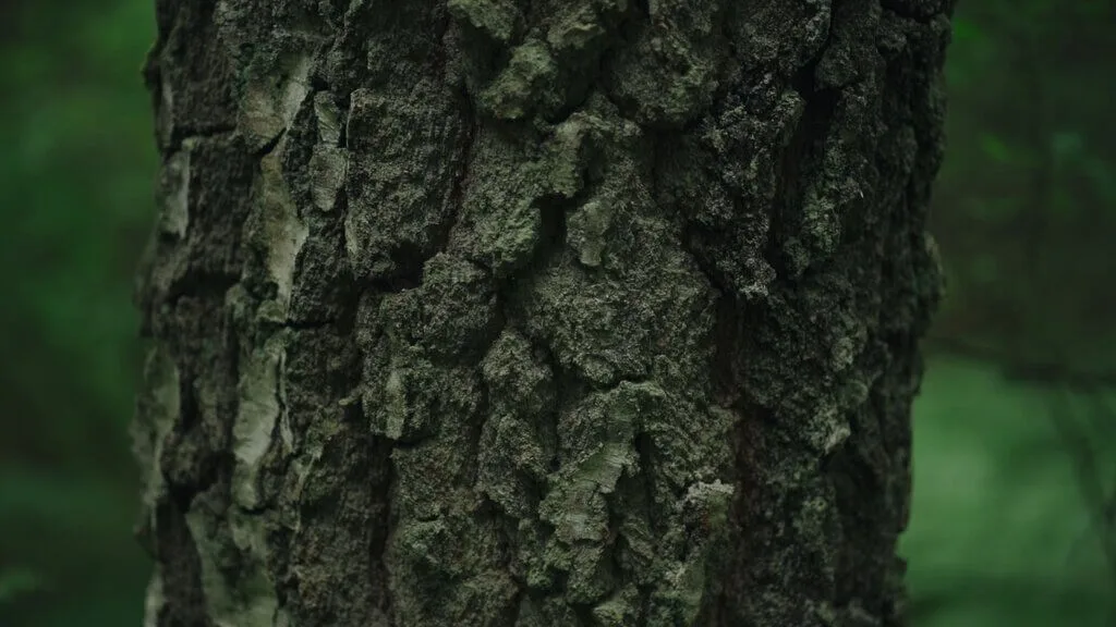 Close-up of textured tree bark in a forest, Shinrinyoku.lt