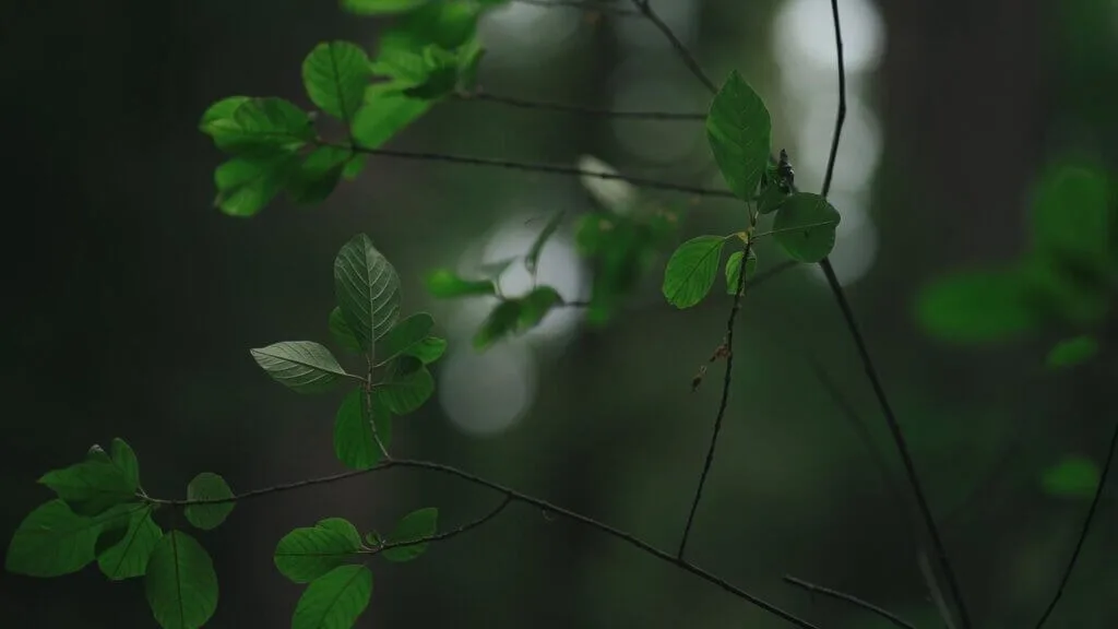 Fresh green leaves on a branch, capturing the essence of Shinrinyoku.lt's forest bathing experience.