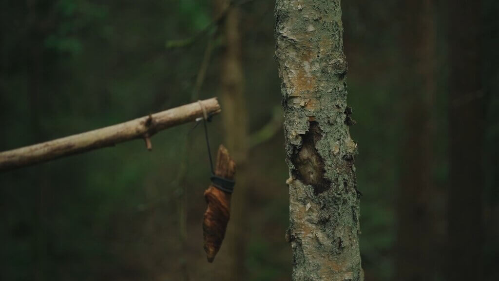 Forest scenery: A wrapped object hangs from a stick near a tree, evoking Shinrinyoku.lt's themes.