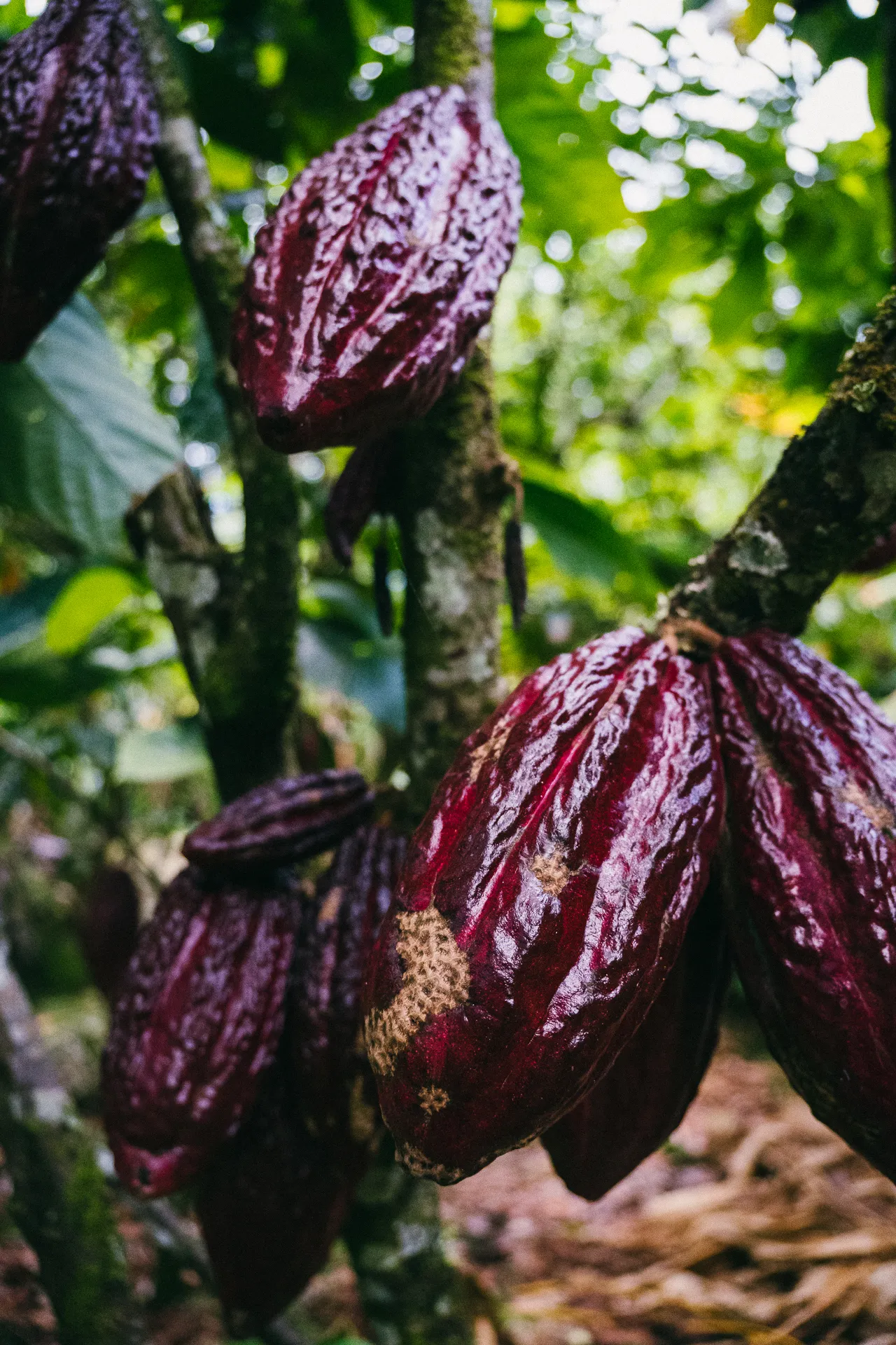 Cacao pods growing on a tree, El Páramo Weekend.