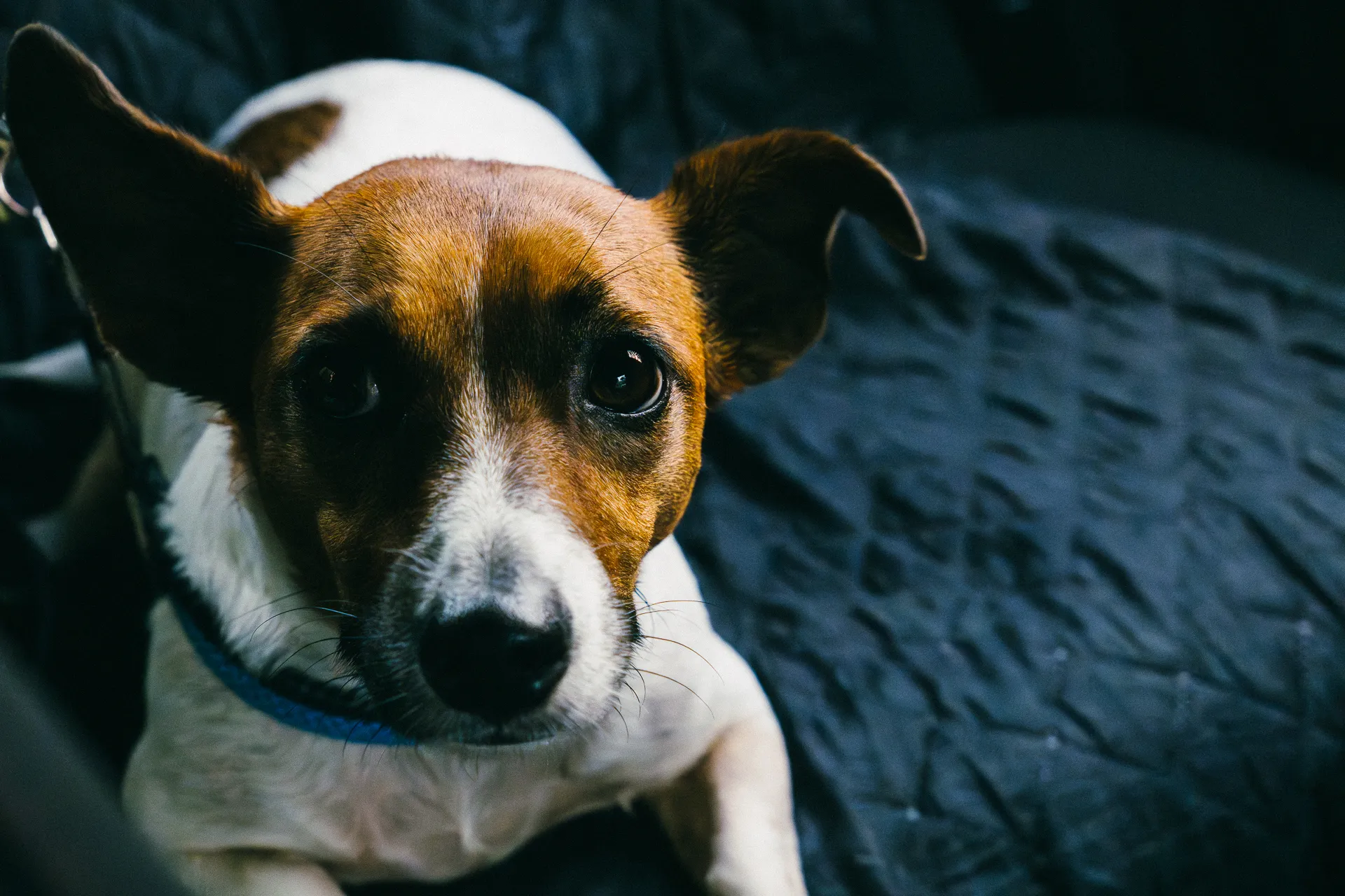 Brown and white Jack Russell terrier dog with perked ears looking up.