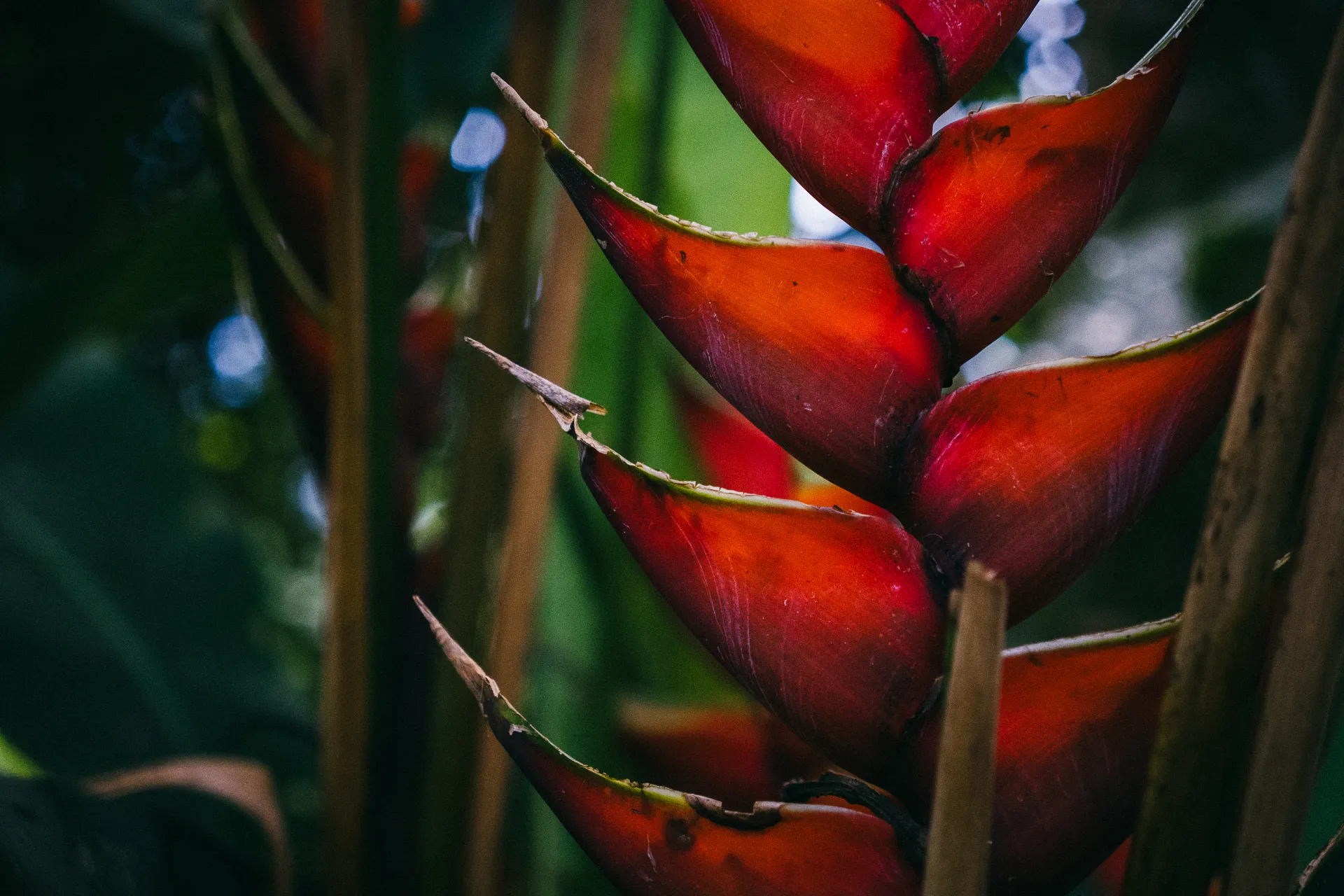Close-up of a vibrant red Heliconia flower with green accents, tropical plant.